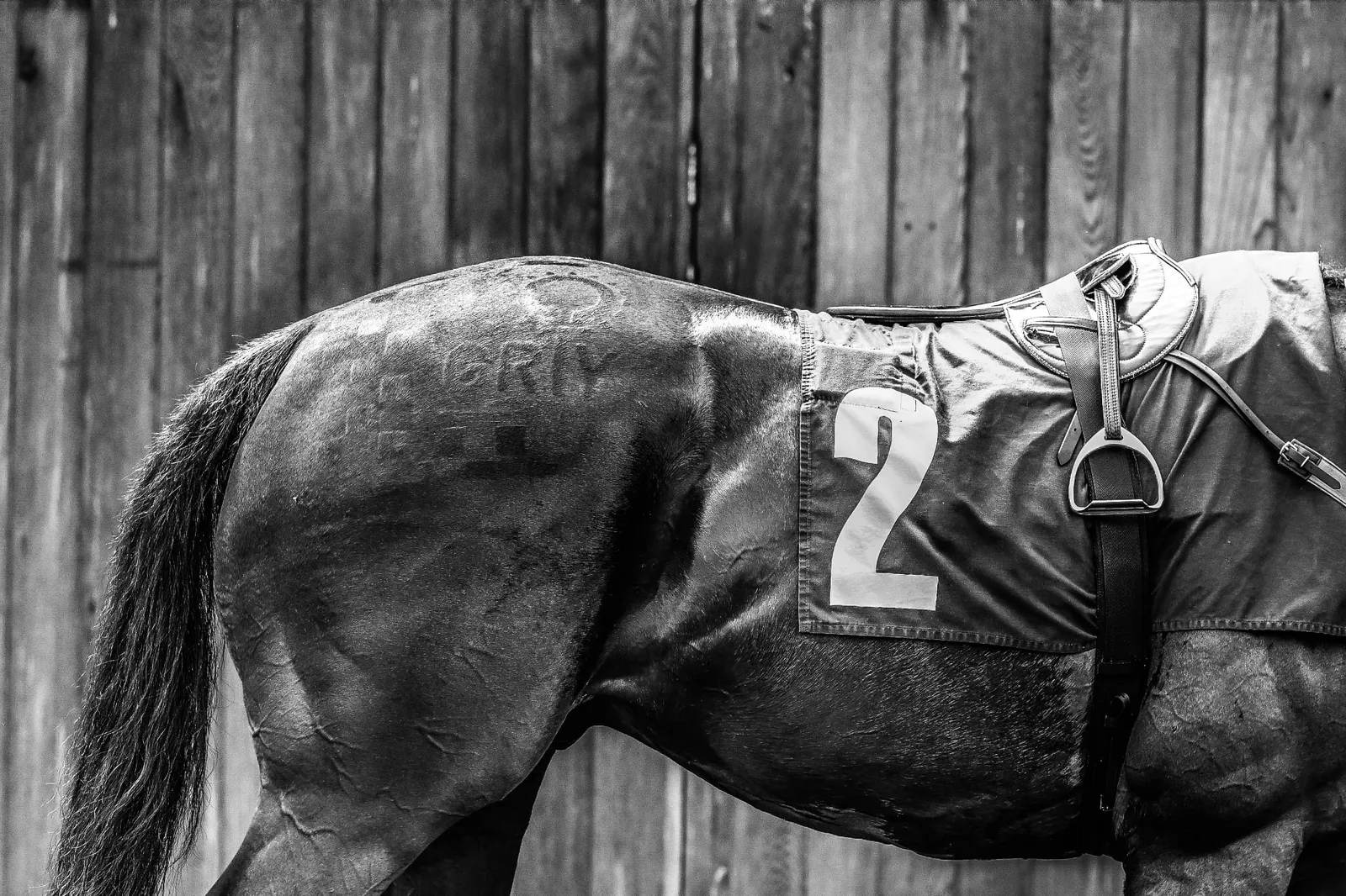 GO RACING IN YORKSHIRE CELEBRATES 50 YEARS OF CHAMPIONING YORKSHIRE RACING